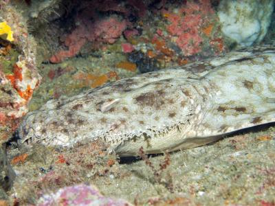 Акула wobbedong