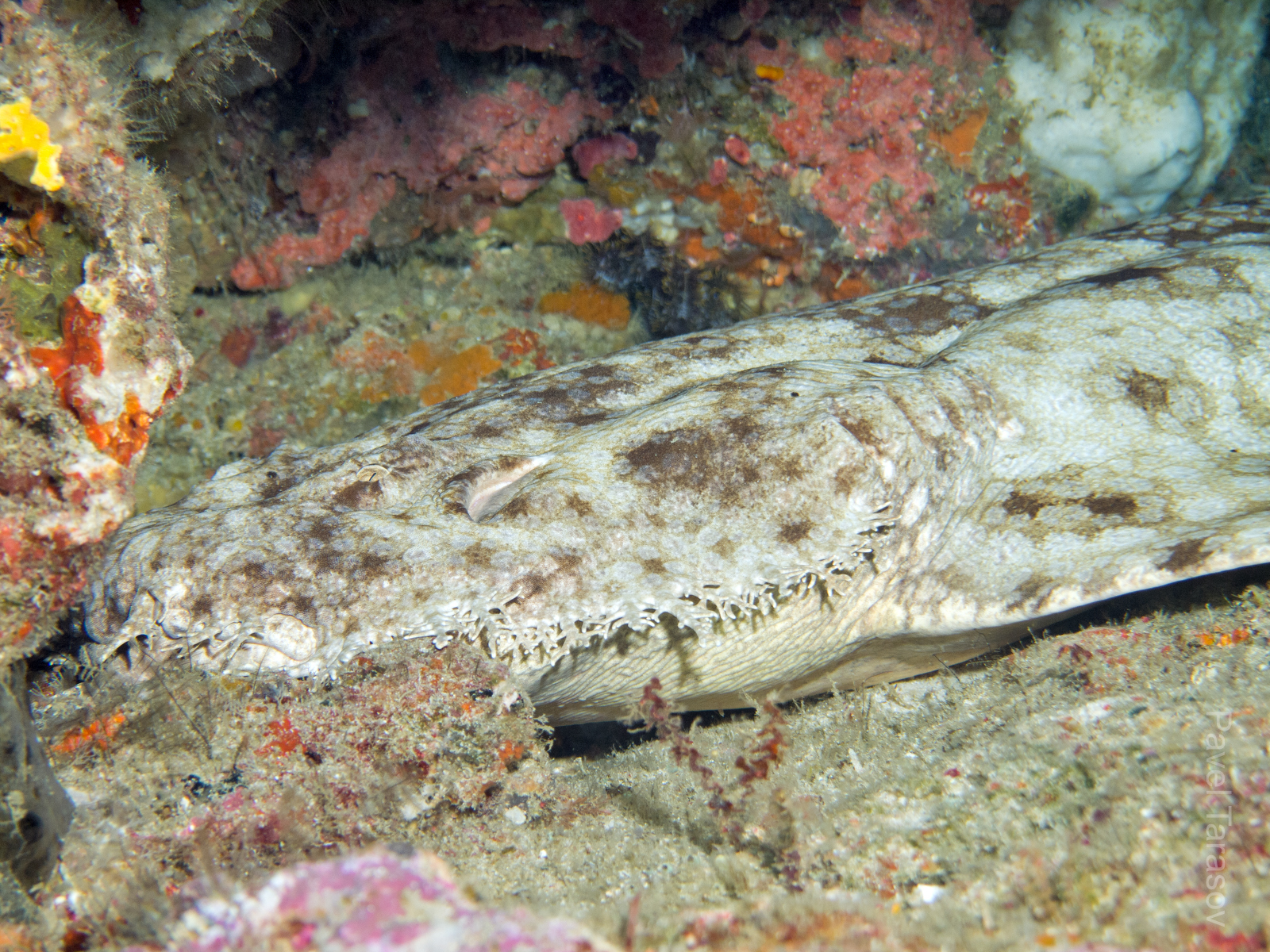 Не знаю русского названия. Эти акулы днем лежат в пещерах и дремят, ночью выходят на охоту. Длиной они достигают 3 метров, судя по книжкам, не так безопасны, как кажутся, подслеповаты и, если незадачливый дайвер сунет руку ближе к морде, могут перепутать с рыбой и оттяпать