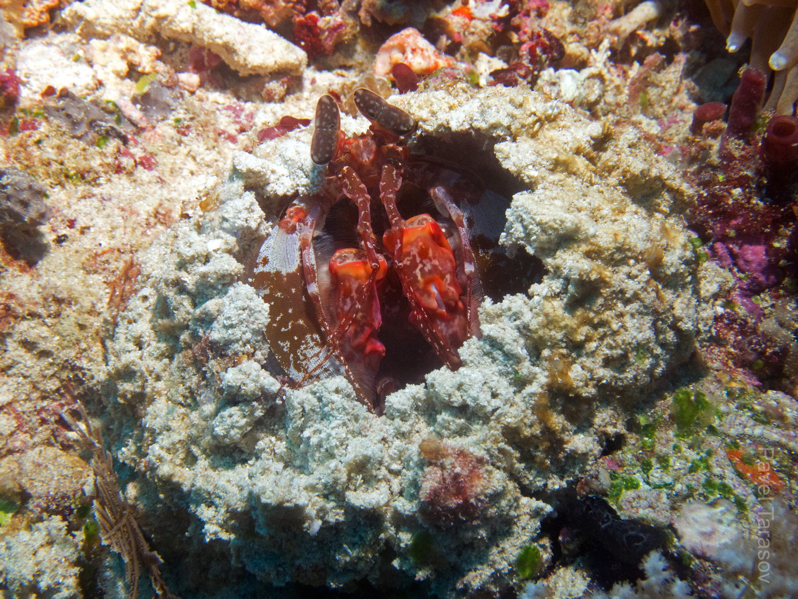 Рак богомол обладает почти самым мощным ударом в мире, лапами может разбить раковину. Этот рак (копейщик) сидит в вырытой им пещере и ждет, пока мимо проплывет добыча, чтобы одним резким ударом ее схватить