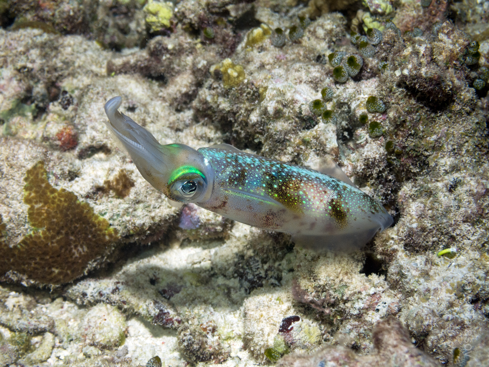 Каракатецевидный кальмар