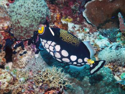 Клоун триггер