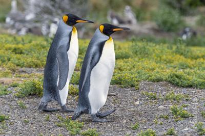 Императорские пингвины