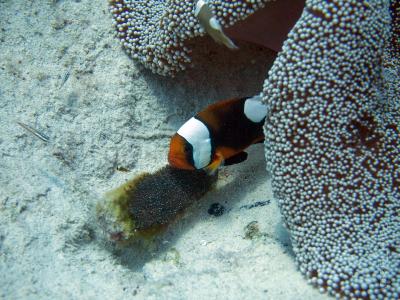 Клоун с икрой