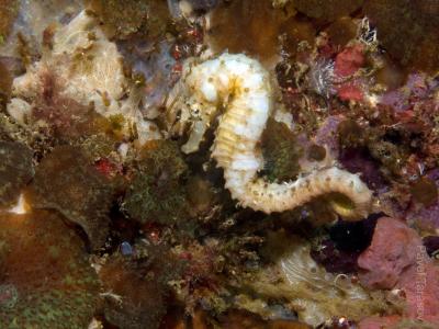 Морской конек