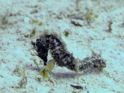 Морской конек