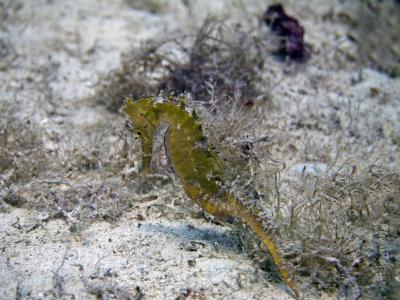 Морской конек