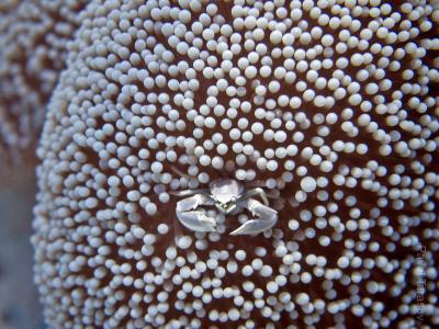 Маленький краб