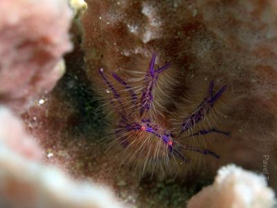 Мохнатый краб