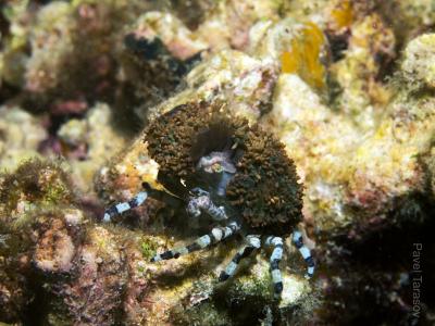 Краб с актинией