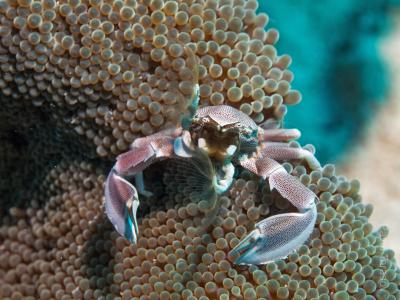 Краб с ластами