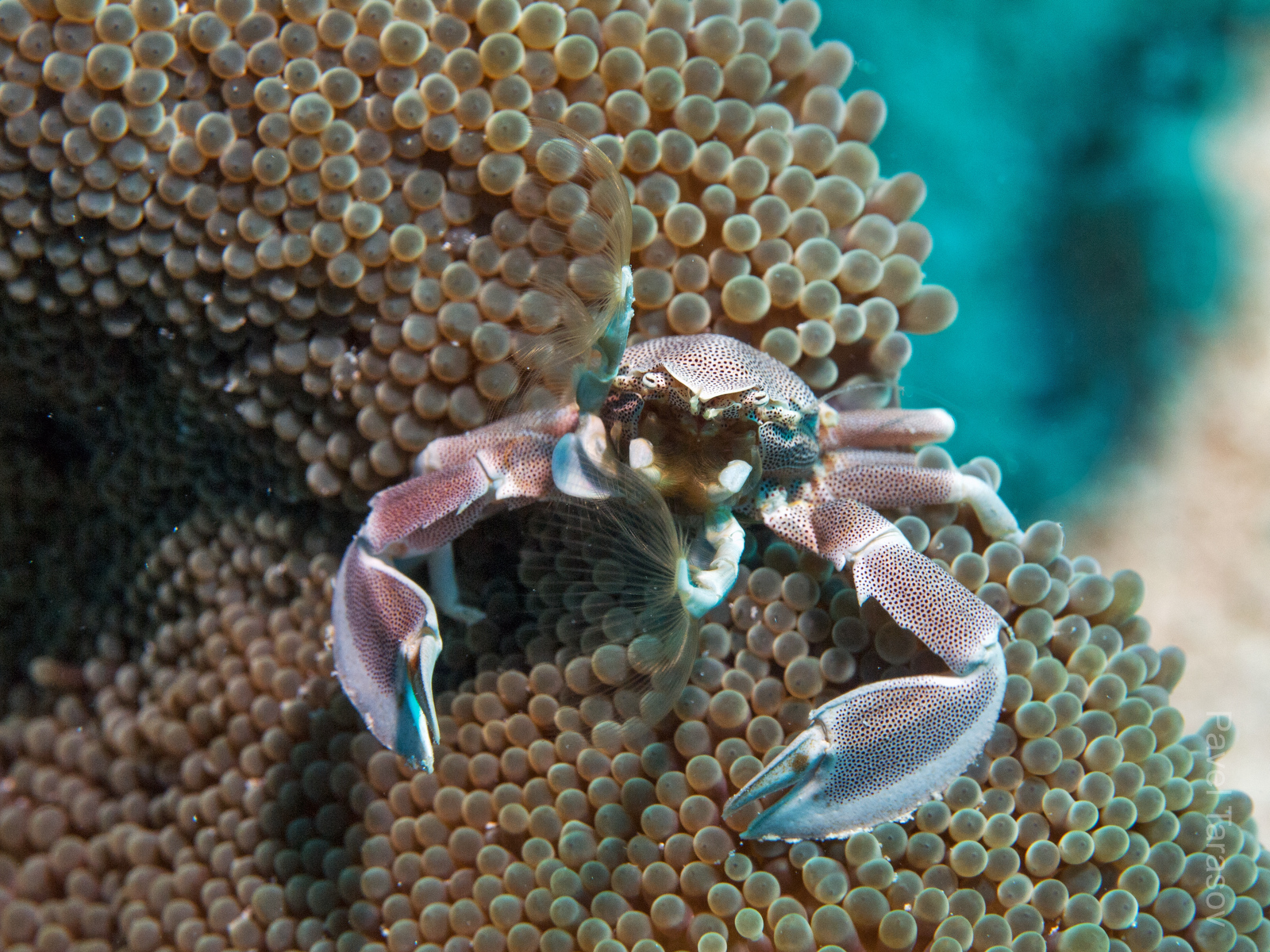 Этот краб ластами загоняет себе в рот планктон