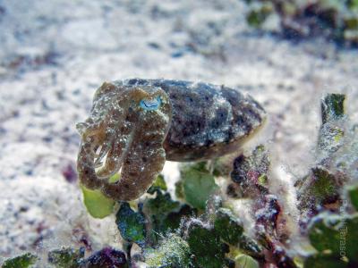 Каракатица