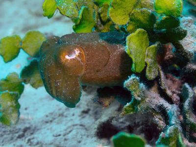 Каракатица