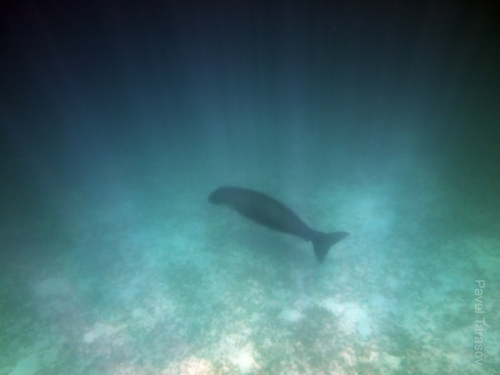 Одной из основных целей поездки было увидеть дюгоней. Увы, увидели мы их очень издалека. Здесь не видно, но за дюгонью прячется малыш