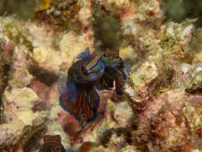 Брачный танец мандаринок