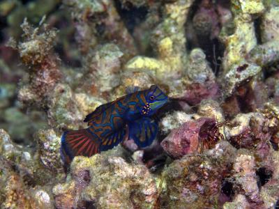 Мандаринка