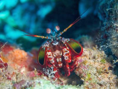 Рак богомол