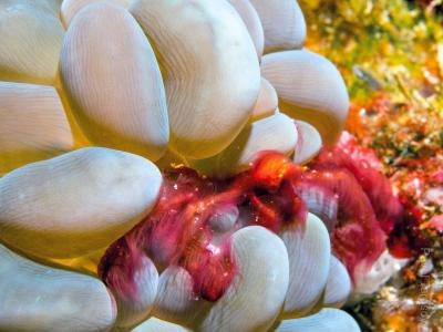 Орангутанг-краб