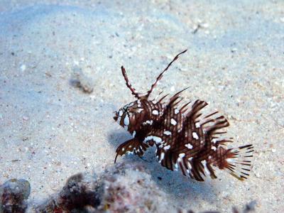 Рогатый малек