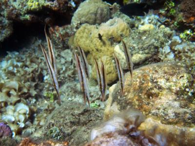 Рыбы листья