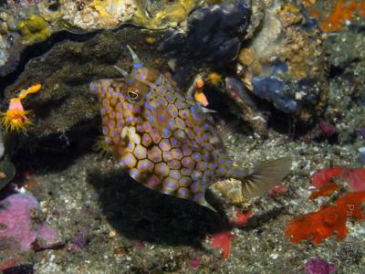 Рогатый толстик