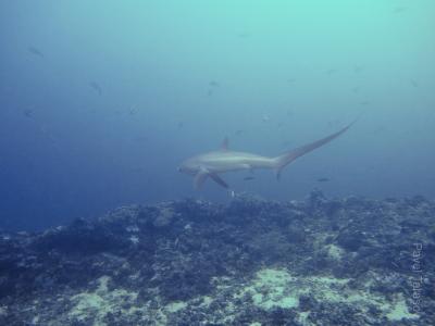 Лисья акула