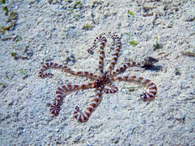 Осьминог-маскировщик