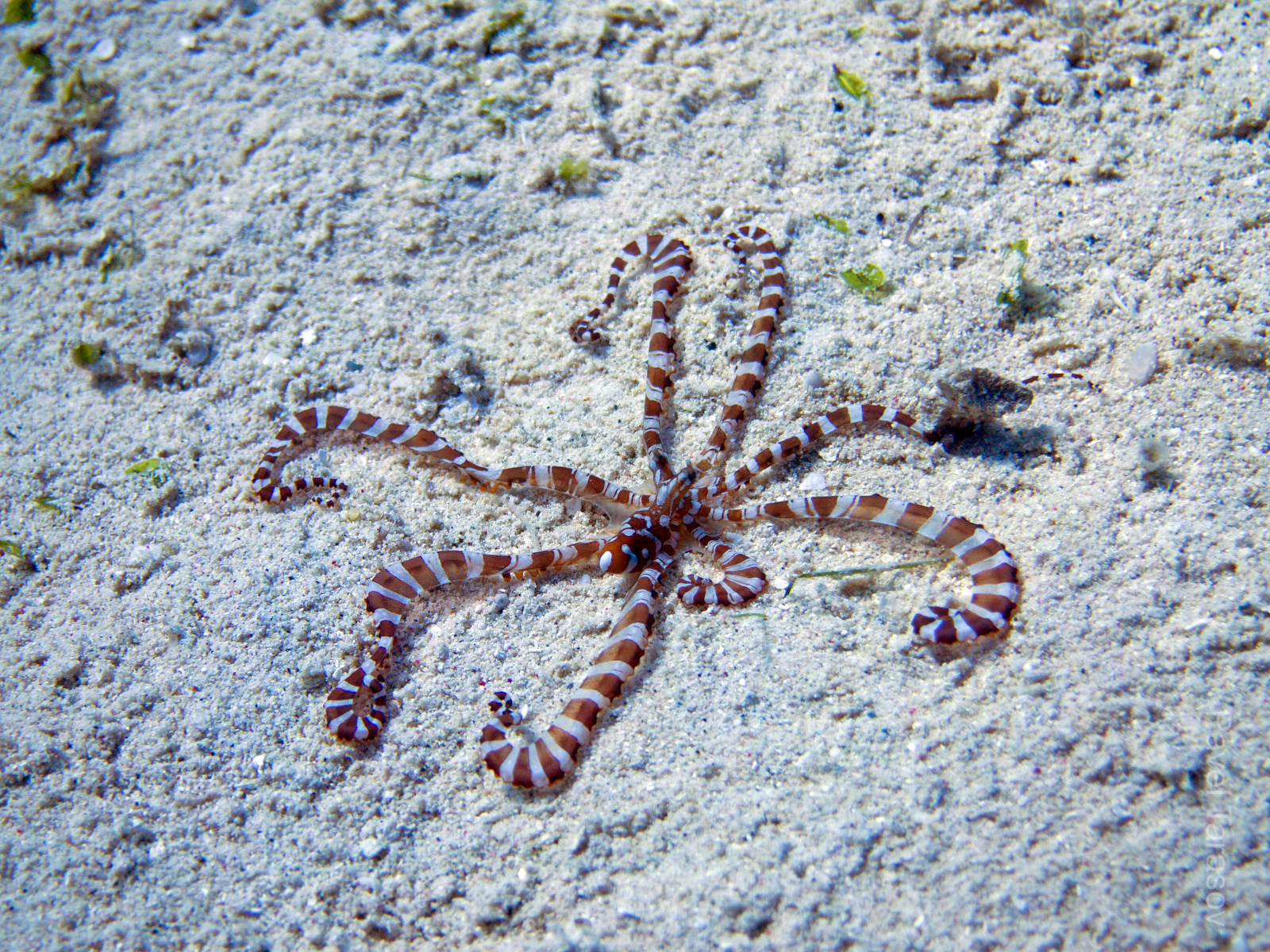 Вы можете понять, что это осьминог? А когда видишь его под водой, вообще непонятно, что это, пока он не поплывет. Местные дайвмастера видят его раз в несколько лет