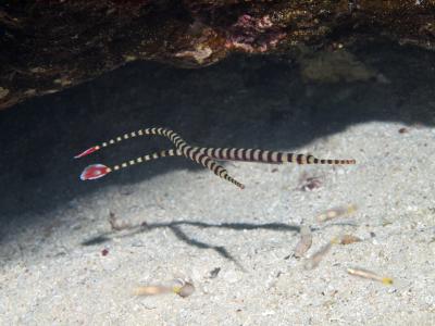 Рыба трубочка