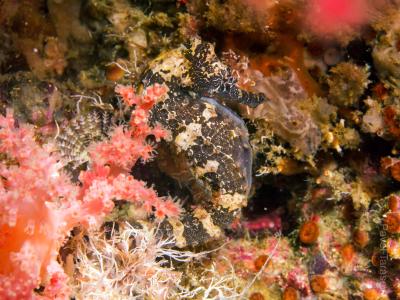 Конек-зебра