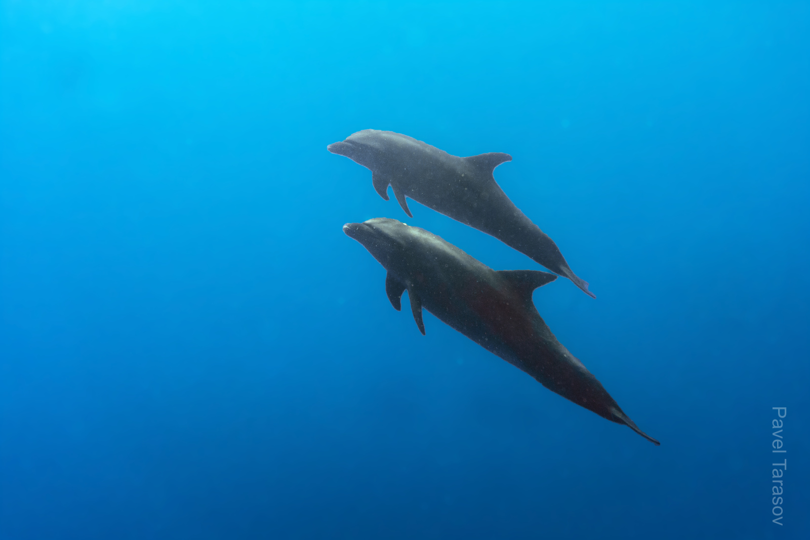 Дельфины - то, зачем едут нырять на Рангироа. Если повезет, они играют с дайверами