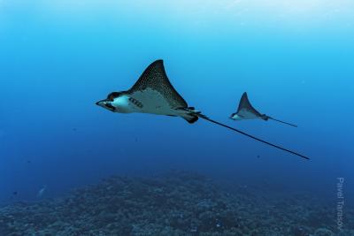 Скаты-орляки