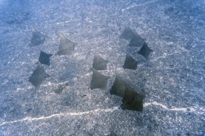 Скаты-орляки