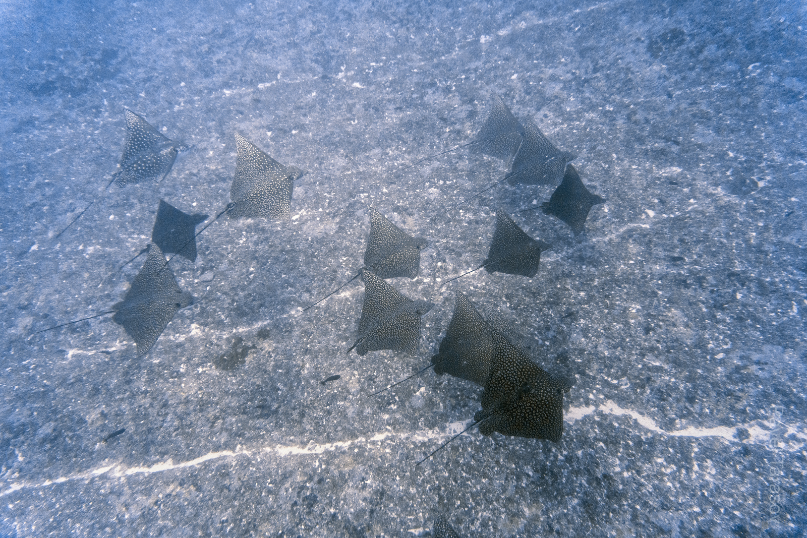 На Рангироа в канале на глубинах 40-50 метров много скатов-орляков, если повезет, можно увидеть несколько десятков сразу