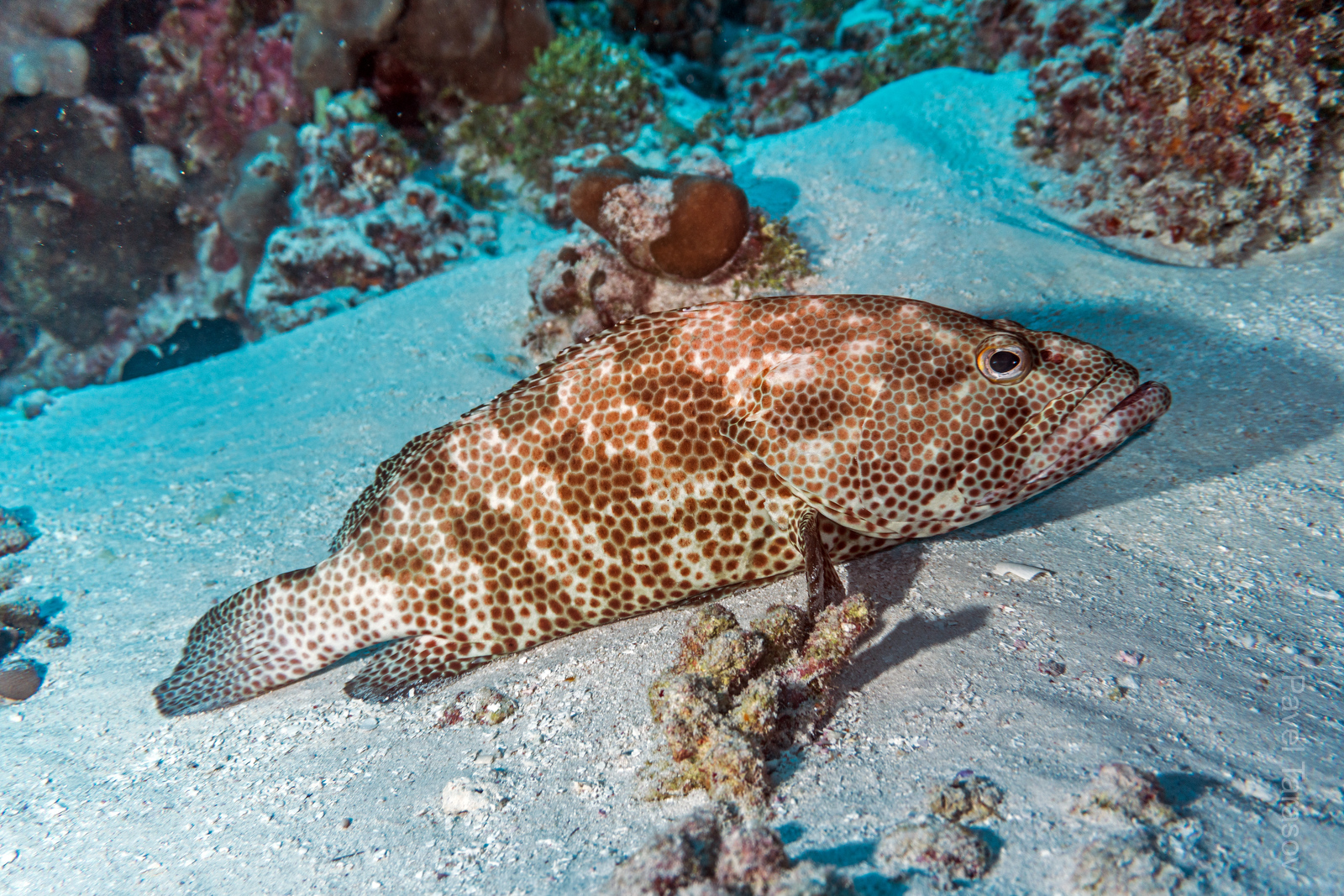 На Факараве много груперов. В сезон их нереста бывают шикарные фотки стай из нескольких сотен