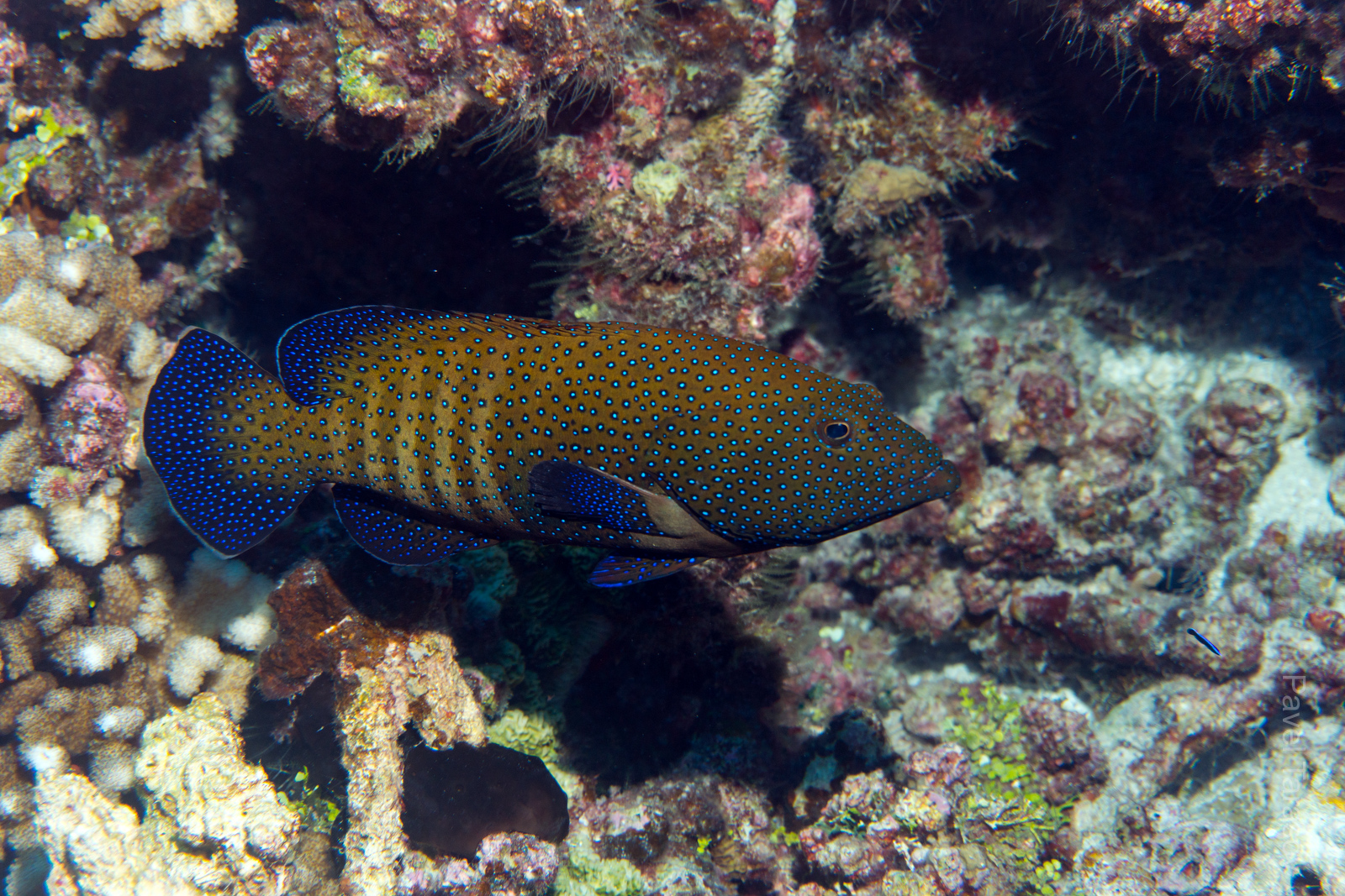 Морские окуни бывают разных красочных расцветок