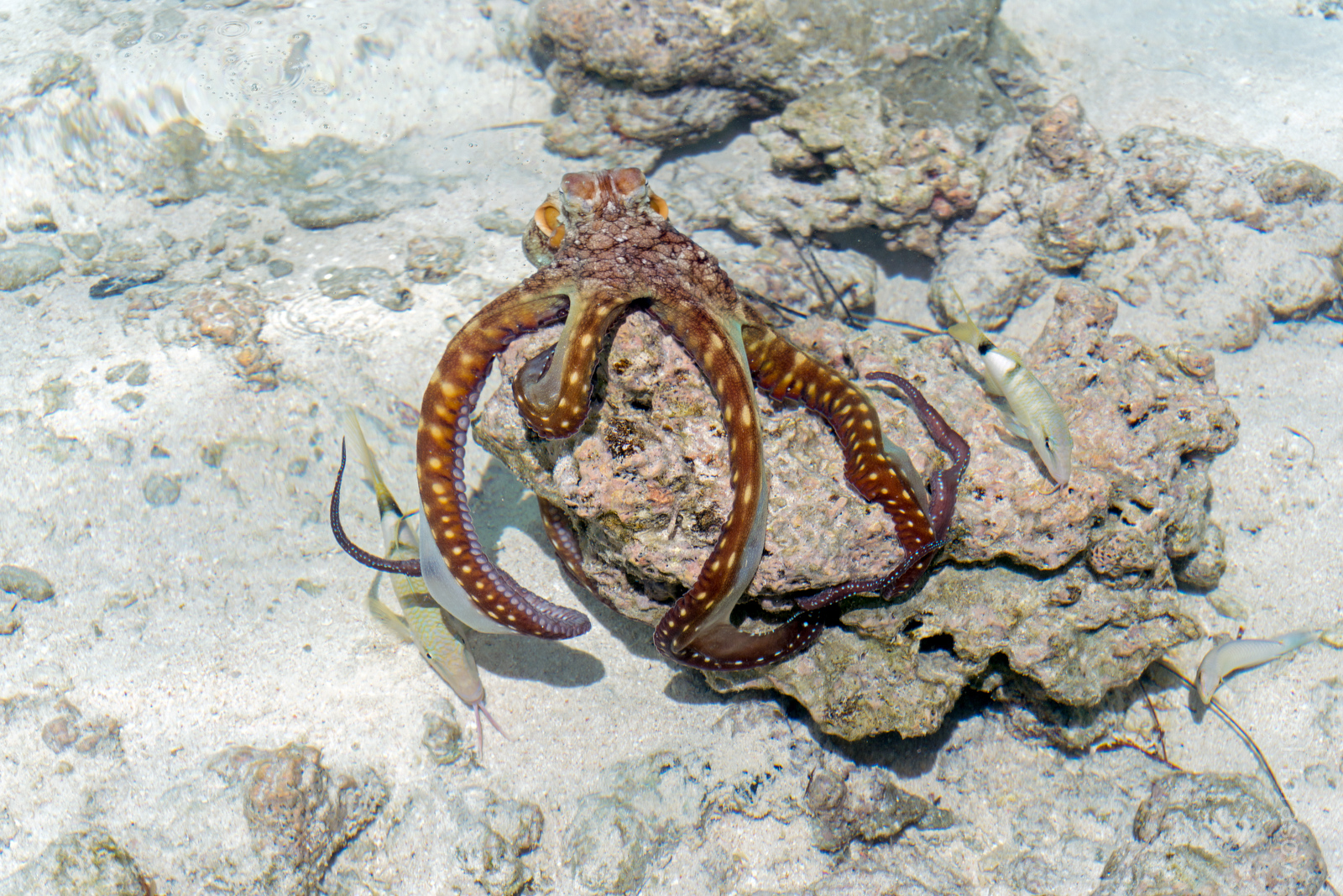 Этот маленький осьминожка жил около моего бунгала на Факараве. С мостика он был очень яркий и красочный, когда охотился, но стоило мне спуститься в воду, сразу менял цвет и маскировался