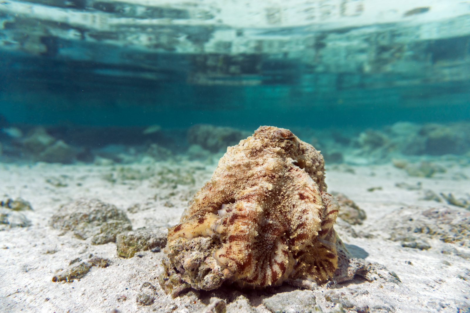Этот маленький осьминожка жил около моего бунгала на Факараве. С мостика он был очень яркий и красочный, когда охотился, но стоило мне спуститься в воду, сразу менял цвет и маскировался