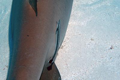 Рыба прилипала