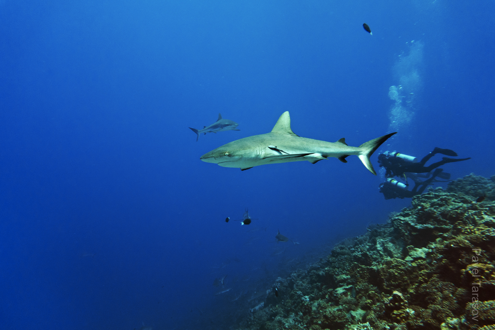 На Факараве тысячи серых рифовых акул. Они не боятся и подпускают очень близко