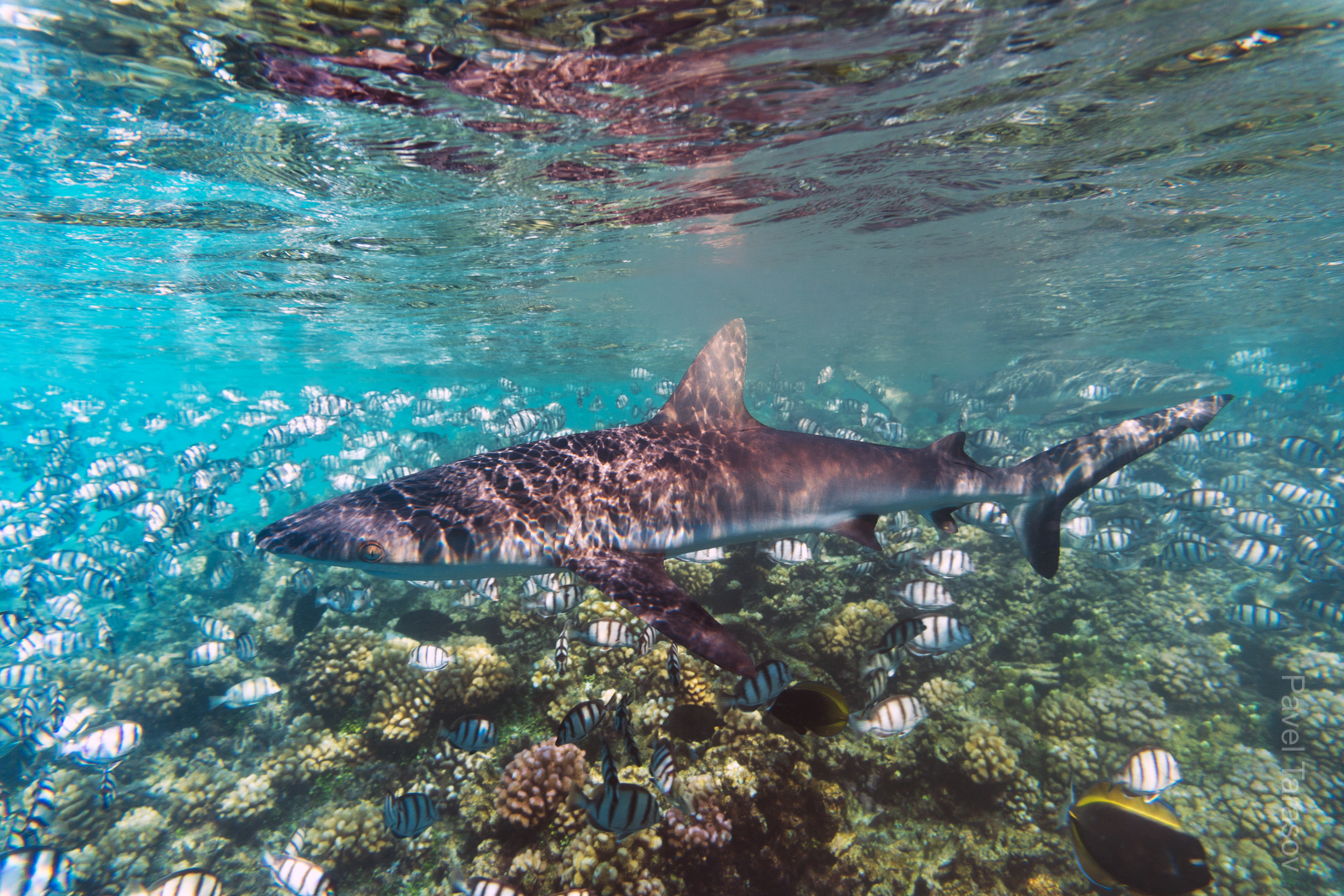 На Факараве сервые рифовые плавают даже днем прямо на мелководье