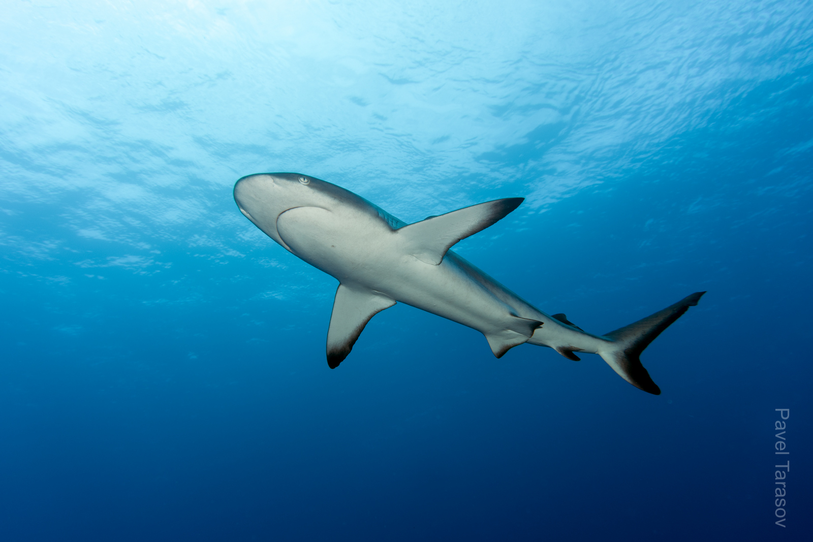 Серые рифовые акулы - то, за чем стоит ехать на Факараву. Тут их сотни и даже тысячи!