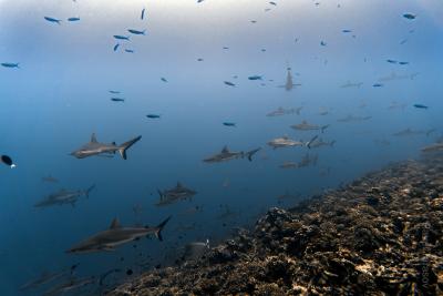 Стая серых рифовых акул