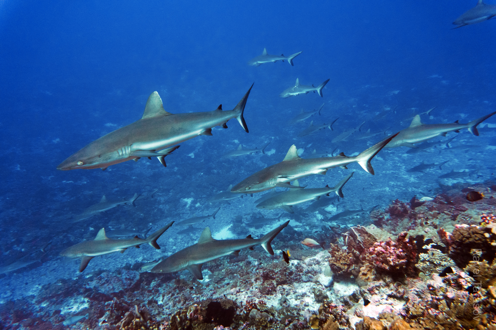 Серые рифовые акулы - то, за чем стоит ехать на Факараву. Тут их сотни и даже тысячи!