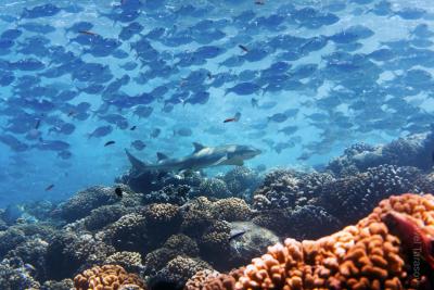 Лимонная акула