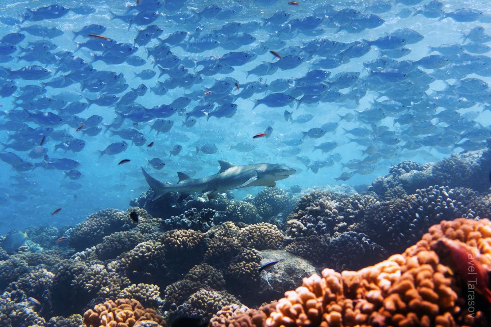 Лимонные акулы - родственники серых, вырастают до 3 метров длинной. Это - маленькая, длинной метра 2. Снята в канале Рангироа