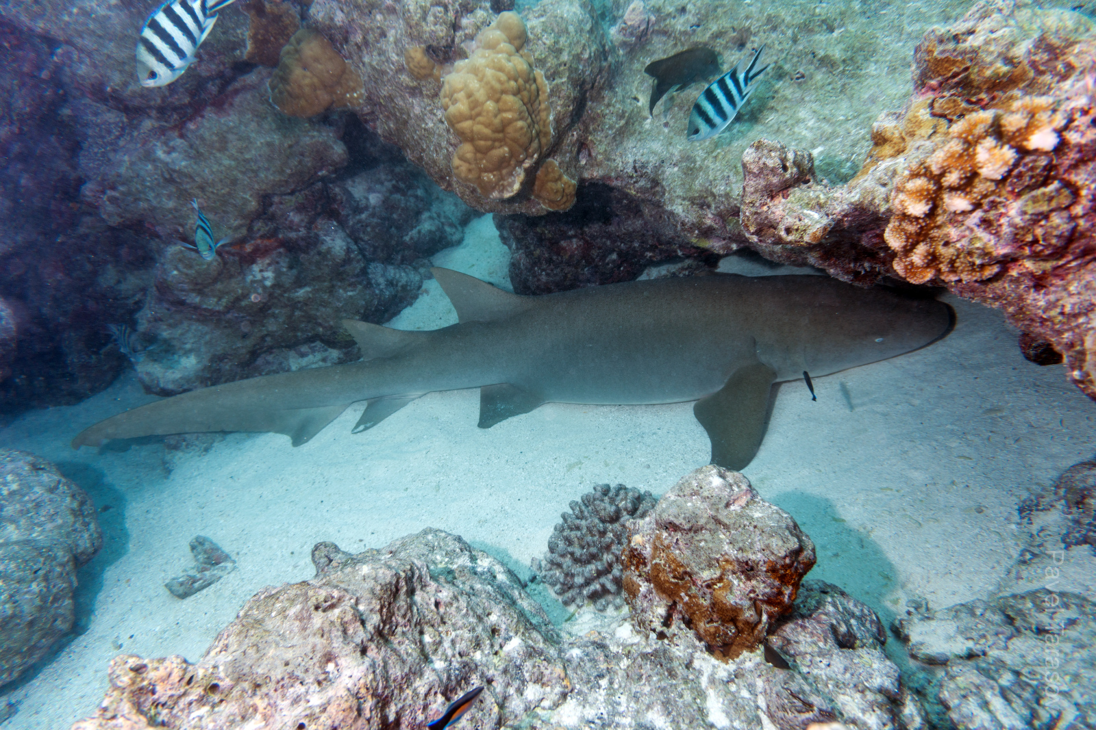 Прямо около моей палатки в пещерке жела эта акула-нянька. Каждый вечер я плавал ее навещать