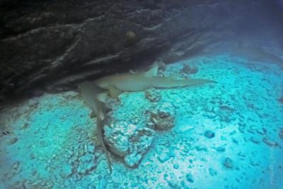 Спящие акулы-няньки