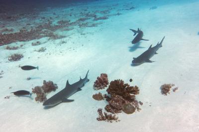 Белоперые акулы