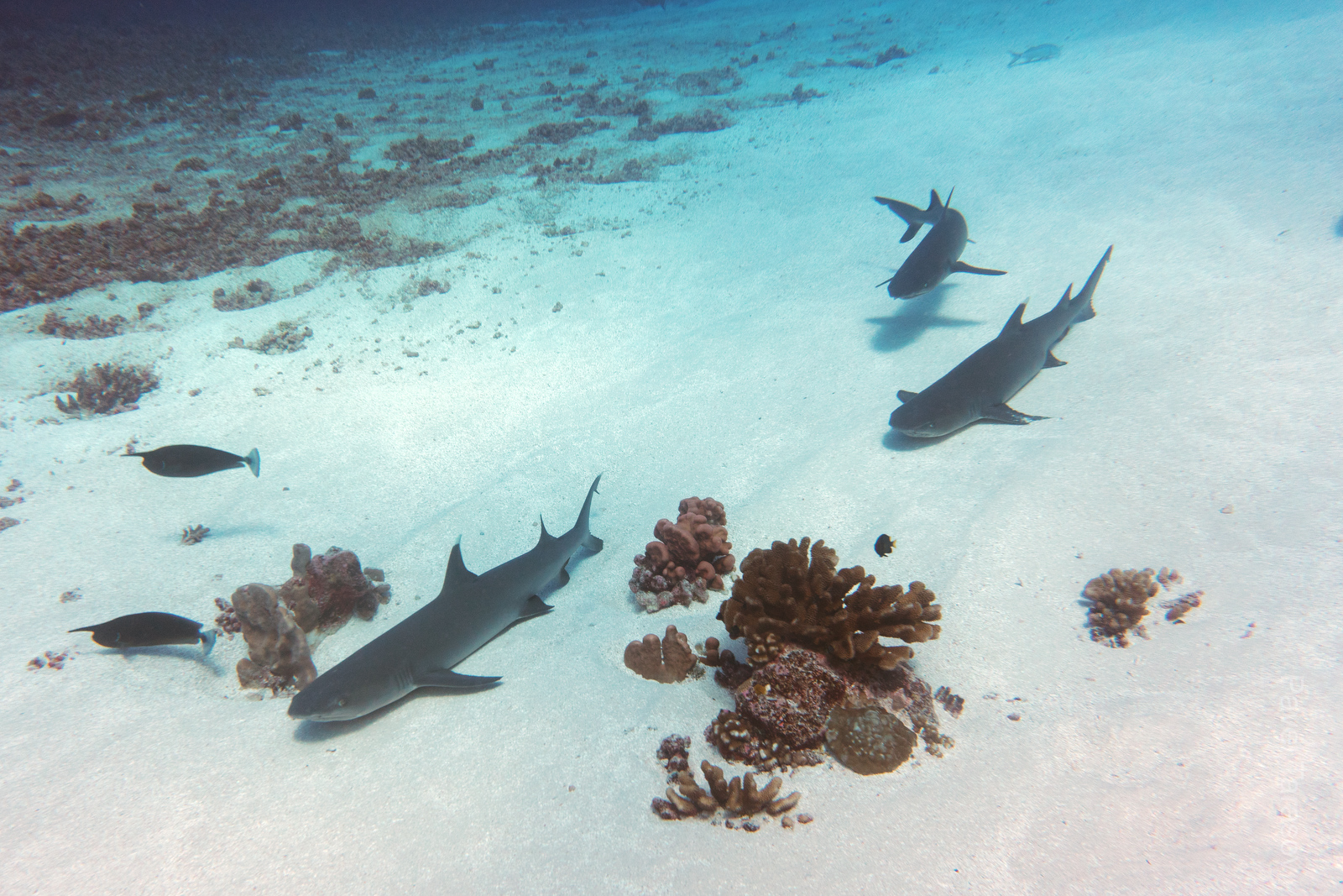 Самые частые акулы - белоперые. Они очень фотогеничны и любят полежать на песочке